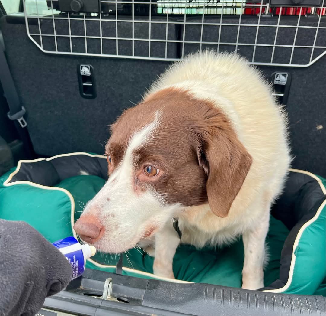 Meet Bella 💜 Bella is a 13 years old Springer x Collie who has just arrived in Oldies Club. She will be under assessment for at least the next few weeks in her foster home in Nottinghamshire. Once fully assessed and ready for rehoming a full writeup will feature on our website.