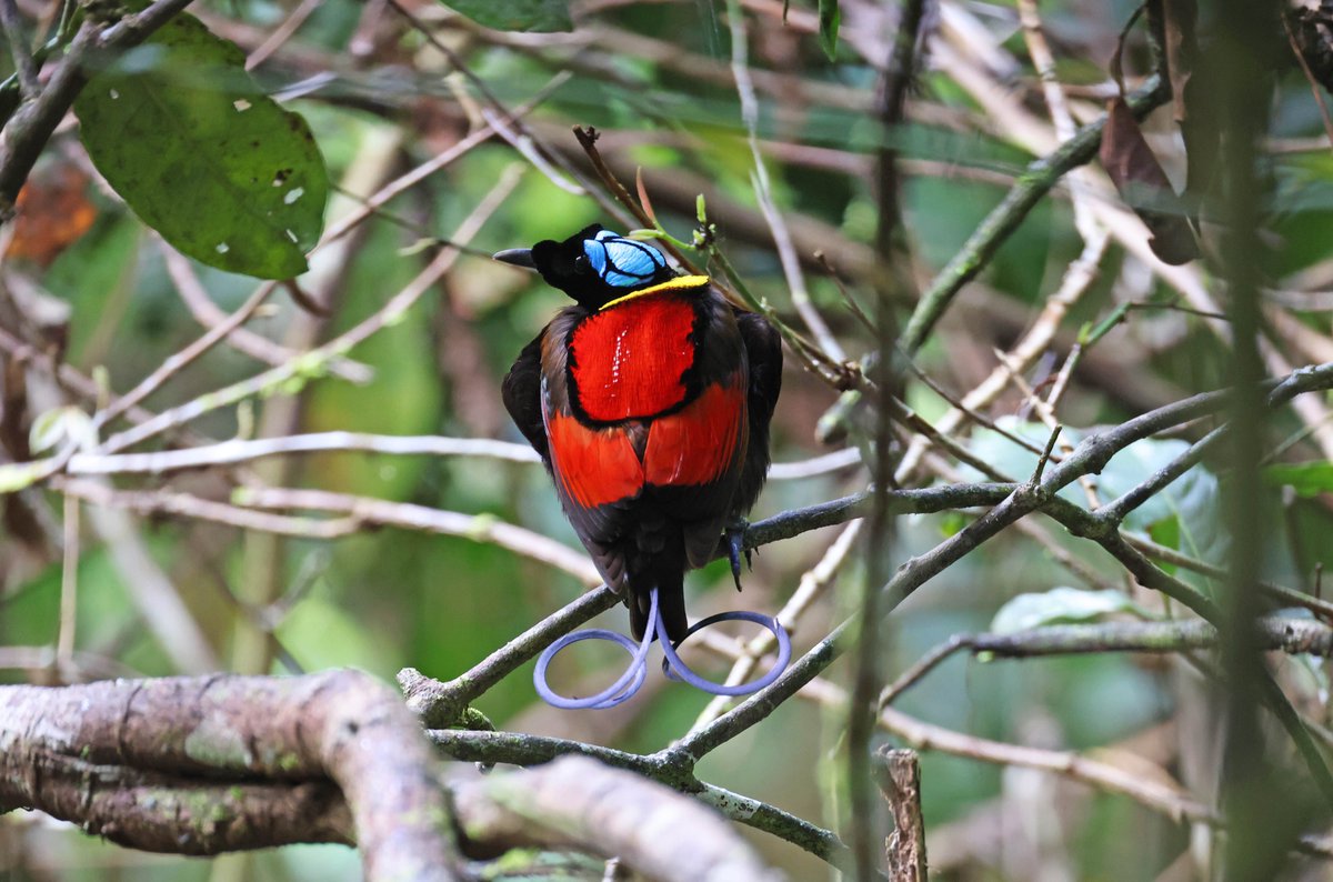 If Wilson's Bird of Paradise is on your wish list for 2025, then get in touch as we have just 1 place left on our small group of 6 BoP Adventure to West Papua in September!