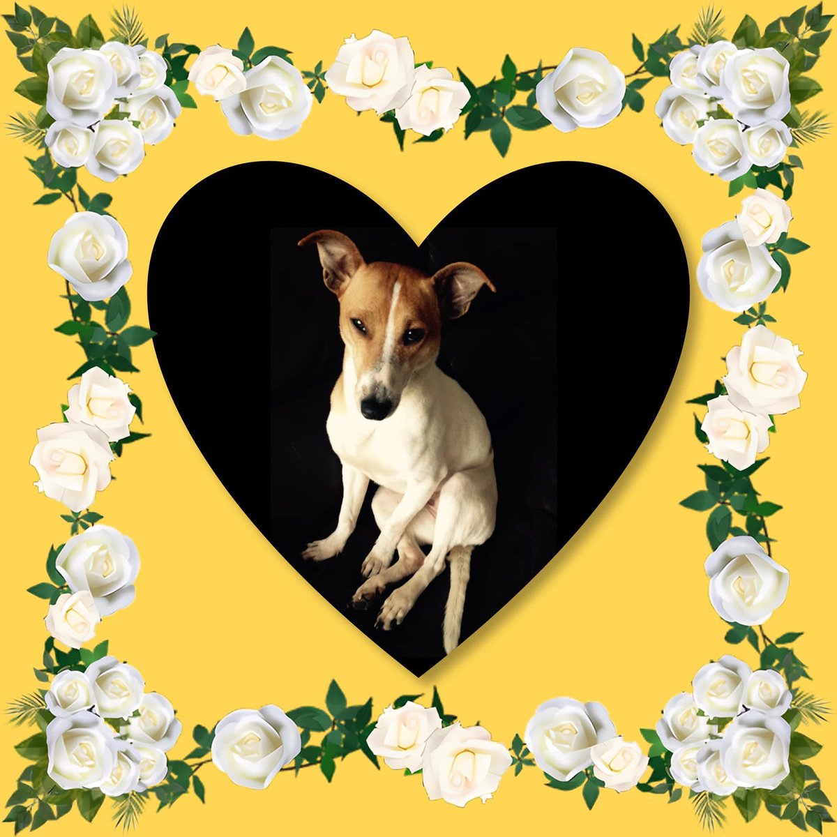 Wishing so much birthday love to our gorgeous girl, Dana! 💞🐾💞

You are 11 years old today and every year, our wish is to spend your birthday with you. Paul and I know that as you get older, this will get less likely… But we will never give up hope! 
❤️🙏🏻❤️

#GetDanaHome