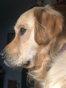 millypod1's tweet photo. 🆘11 JAN 2025 #StillMissing #Lost FUDGE #ScanMe #Tagged Golden Retriever Male
#Hayrish but following the River
Last seen in the #TawGreen area #Devon #EX20
As mentioned last evening please can anyone on the #Okehampton to #Exeter Train keep a look out
https://t.co/9iztK6yXxn https://t.co/gH73SLxbpT