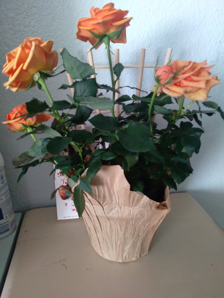 I was gifted these potted roses by a dear friend. Can someone with knowledge please advise me on care and replanting? #roses #gardening