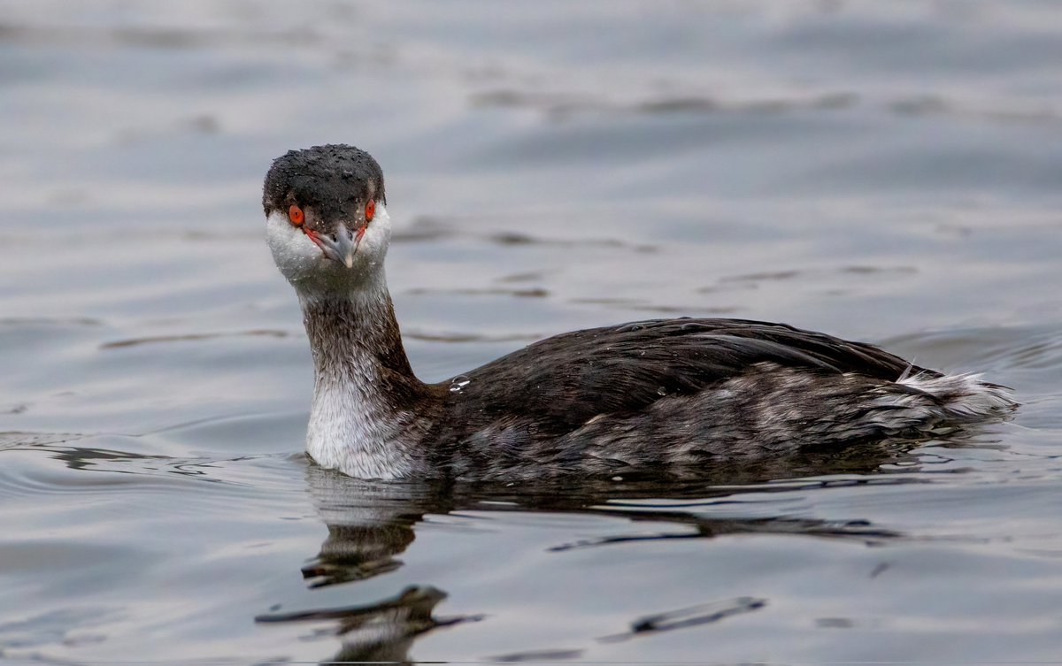 A fantastic morning at St Aidan's! Barn Owl, 2 Little Owl, Red-crested Pochard, Water Pipit and Slavonian Grebe 🤩