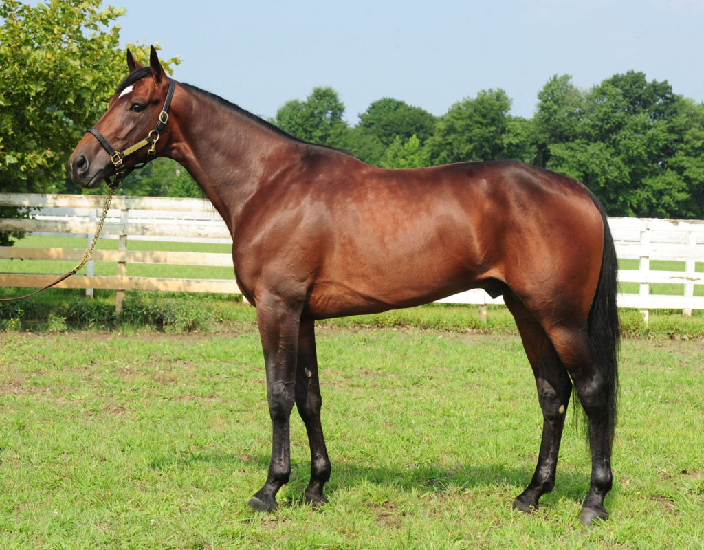 Second place 🥈for Iznogoud AM #MuscleHill in Vincennes, in the Prix De Brest (Gr. III)