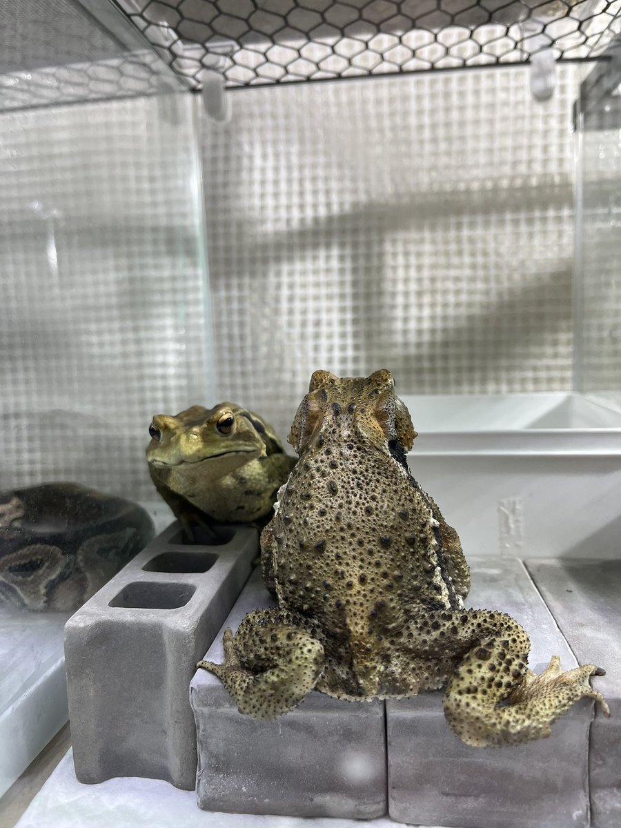 #アズマヒキガエル
#ヒキガエル
#両生類