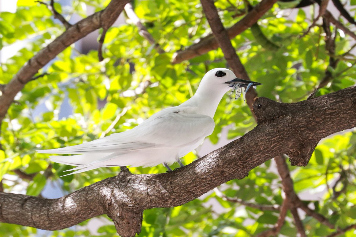 君鳥 Kosen Ishikawa on X