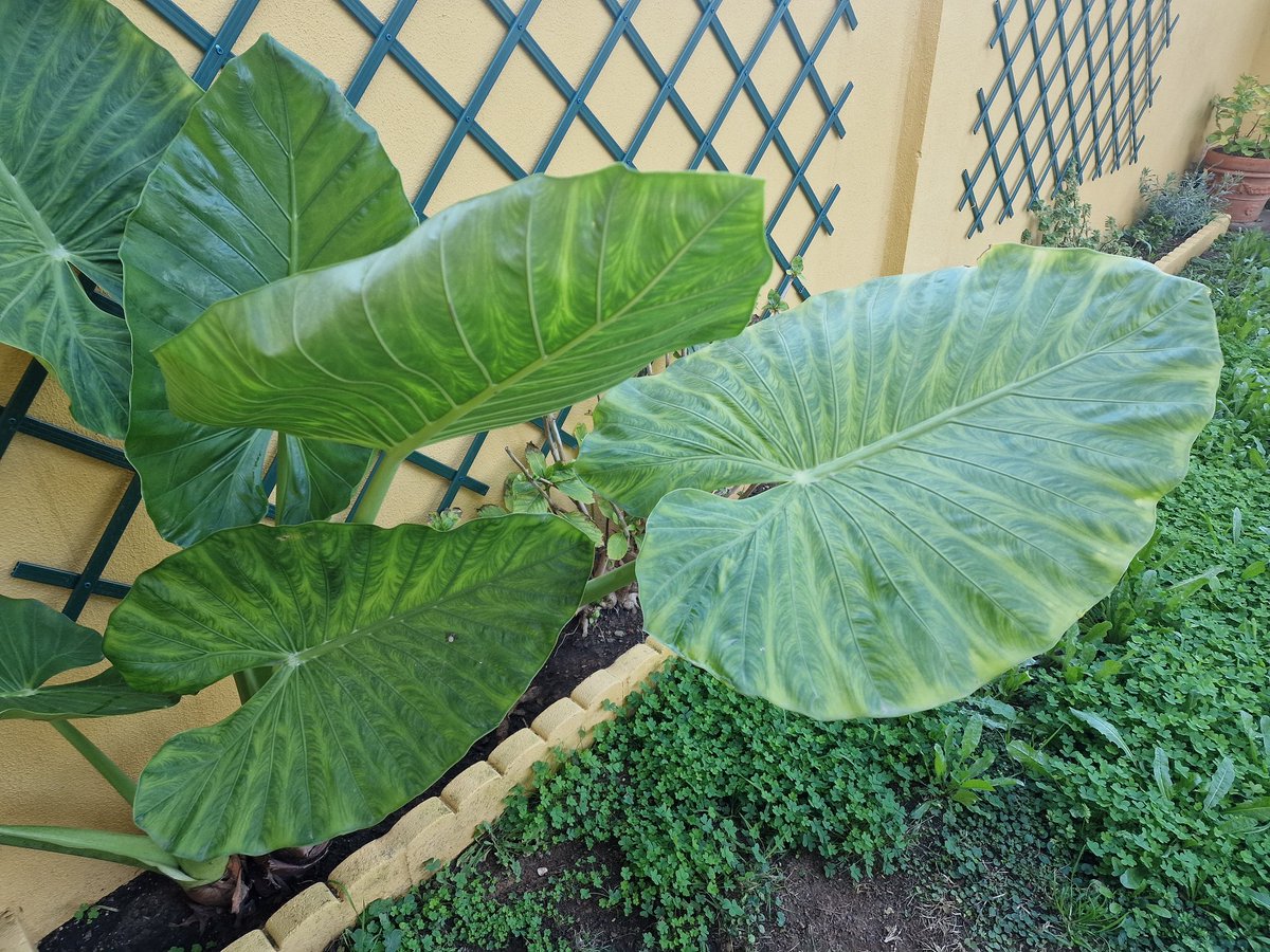 franciscolambea's tweet photo. Me han salido unas hojas en el jardín que parecen de "Cuando los dinosaurios dominaban la tierra". https://t.co/exxK6I5m0L