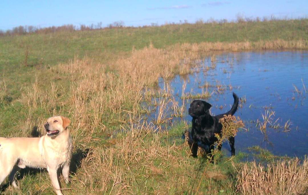 🤎 My Boys! 🐕 #Dogs