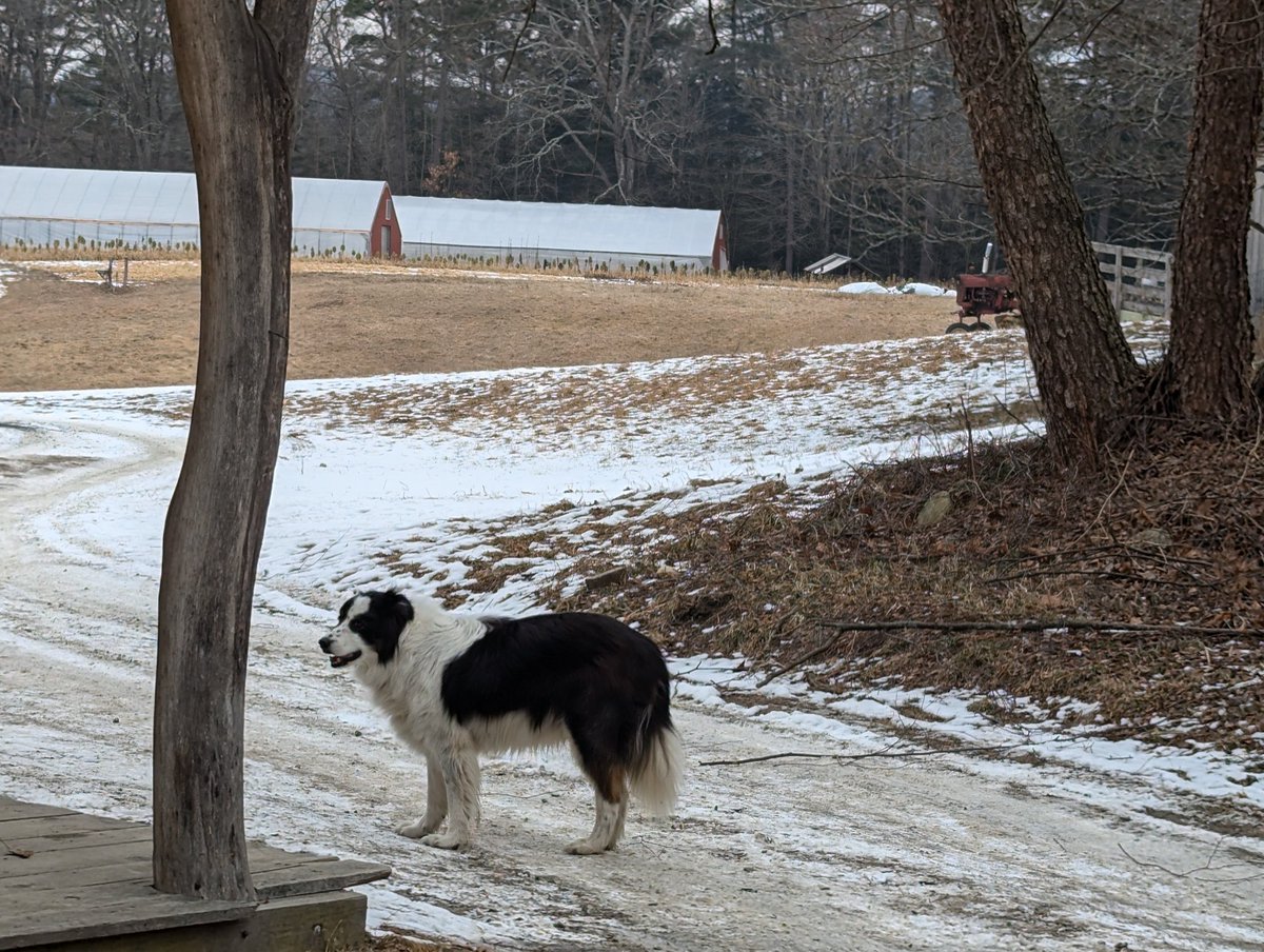 jonathanvcann's tweet photo. Farm dog https://t.co/zawQXeYnvR