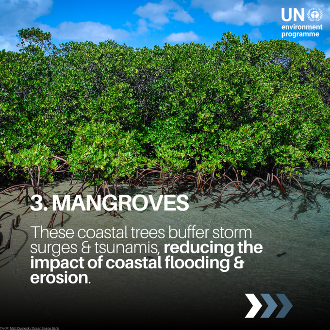 UN Biodiversity tweet media