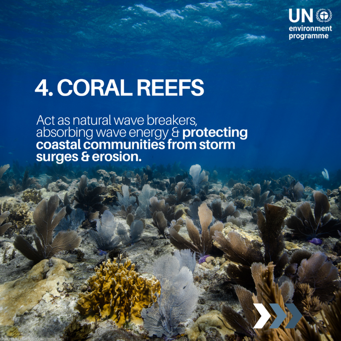 UN Biodiversity (@unbiodiversity) on Twitter photo Healthy ecosystems serve as natural defenses against disasters & are essential for building climate resilience.
Explore <a href="/UNEP/">UN Environment Programme</a>'s work on disaster reduction and essential materials for empowering the next generation for a resilient future.
🔗unep.org/topics/disaste… Healthy ecosystems serve as natural defenses against disasters & are essential for building climate resilience.
Explore <a href="/UNEP/">UN Environment Programme</a>'s work on disaster reduction and essential materials for empowering the next generation for a resilient future.
🔗unep.org/topics/disaste…