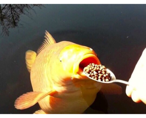 samefishydaily's tweet photo. https://t.co/zobqjW7dpW