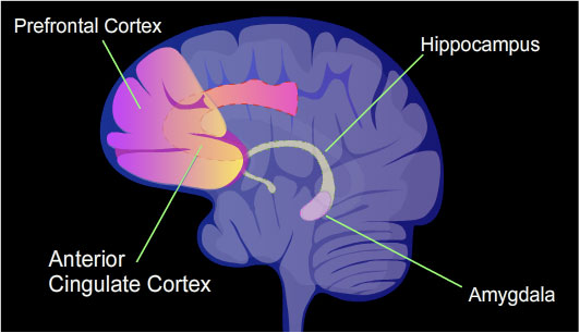 Kassandra Lamb (@kassandralamb) on Twitter photo Some people still scoff, but indeed Our Past Does Affect Our Present ~ #psychologist <a href="/KassandraLamb/">Kassandra Lamb</a> tells us how this works in our brains. #mentalhealth #blog #amwriting #mystery misteriopress.com/2025/01/how-ou… Some people still scoff, but indeed Our Past Does Affect Our Present ~ #psychologist <a href="/KassandraLamb/">Kassandra Lamb</a> tells us how this works in our brains. #mentalhealth #blog #amwriting #mystery misteriopress.com/2025/01/how-ou…
