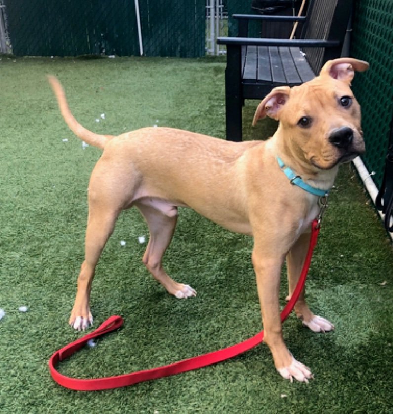 TAV4NYCACCDogs's tweet photo. Swifty 209545
Kill Command
#NYCACC
He's an adorable puppy, listed as 1 yr old, notes say 9 mo old
Needs exp. #UnicornFoster
Needs slow approach, shy with strangers
Please give Swifty a chance to live!
#Pledge4Rescue #foster #adopt https://t.co/tHeemumTDh