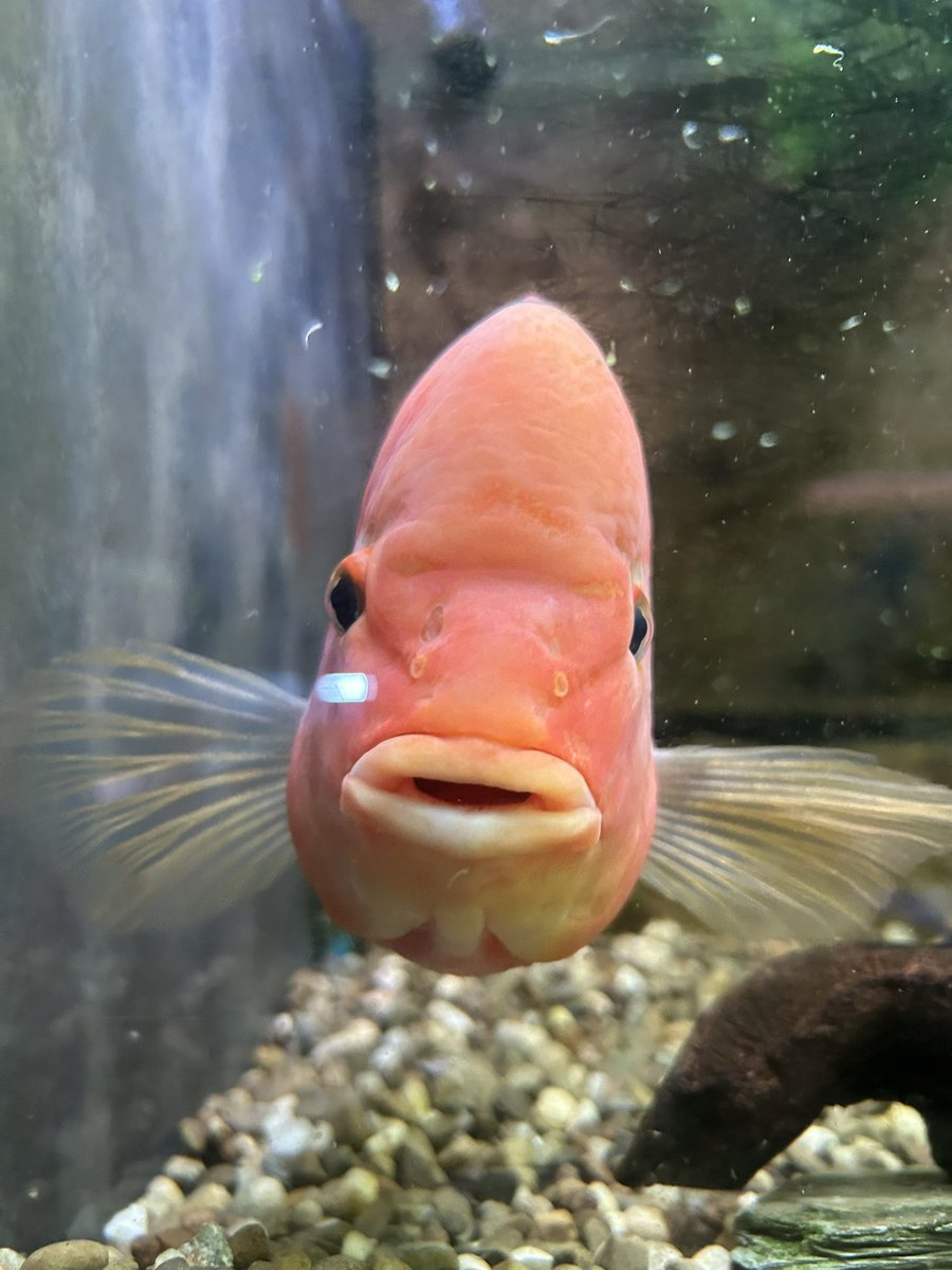 ColSanders_III's tweet image. How many beers