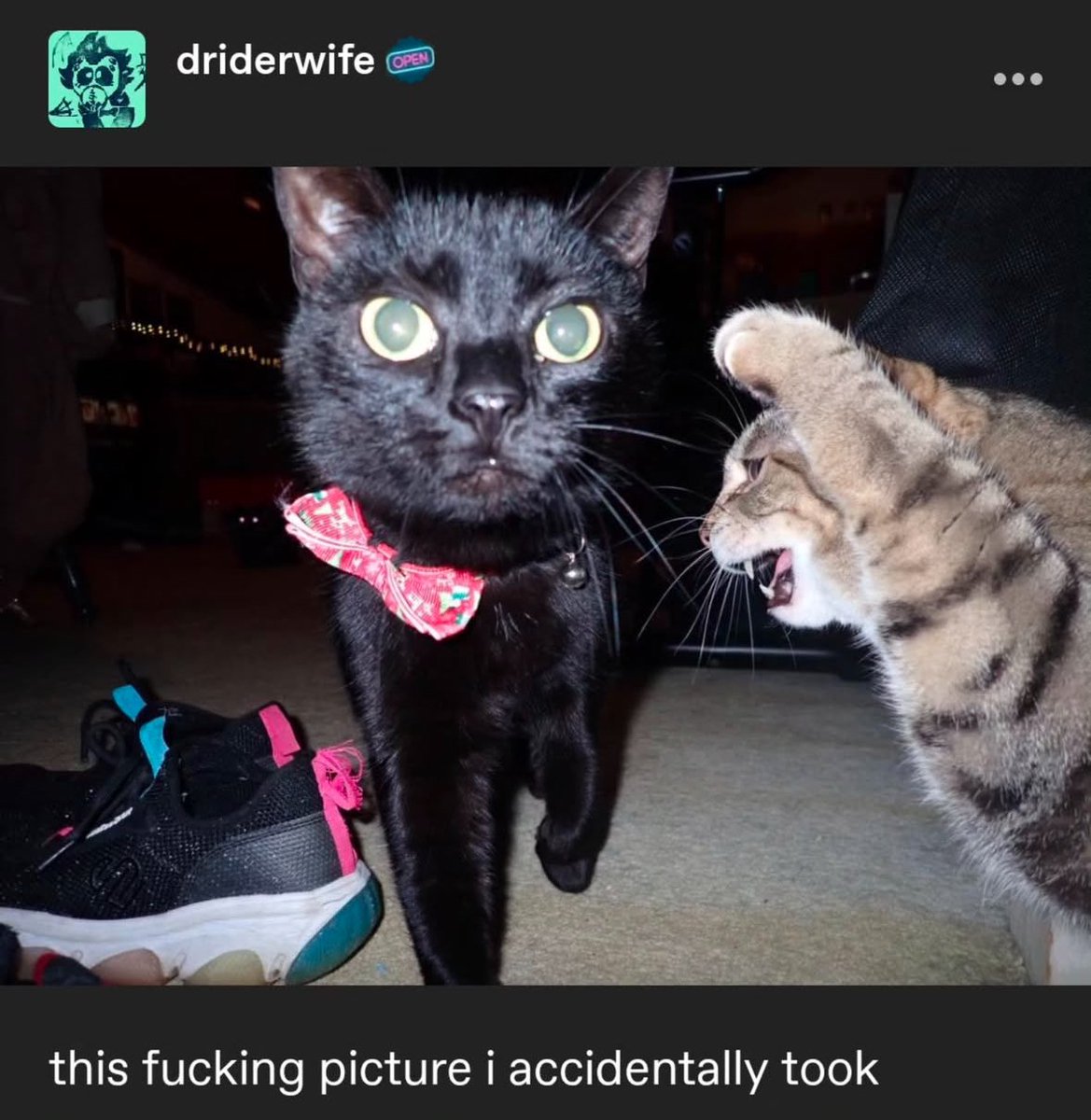 PunchingCat's tweet photo. https://t.co/TWVUmDXm5C
