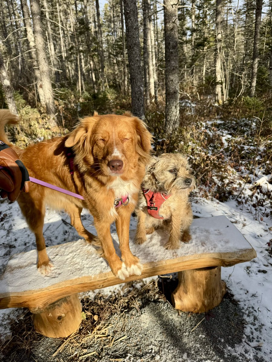 Hubble_BTerrier's tweet image. My pal Koda and I hiked 10 km on the Nine Mile River trail today. 😃🐾🐾 It was sunny and -5C. Perfect hiking weather. 👍😎 Photos: morning sun, lovely trail, frozen lake fun, and chasing squizzers. #NSTrails #BTPosse