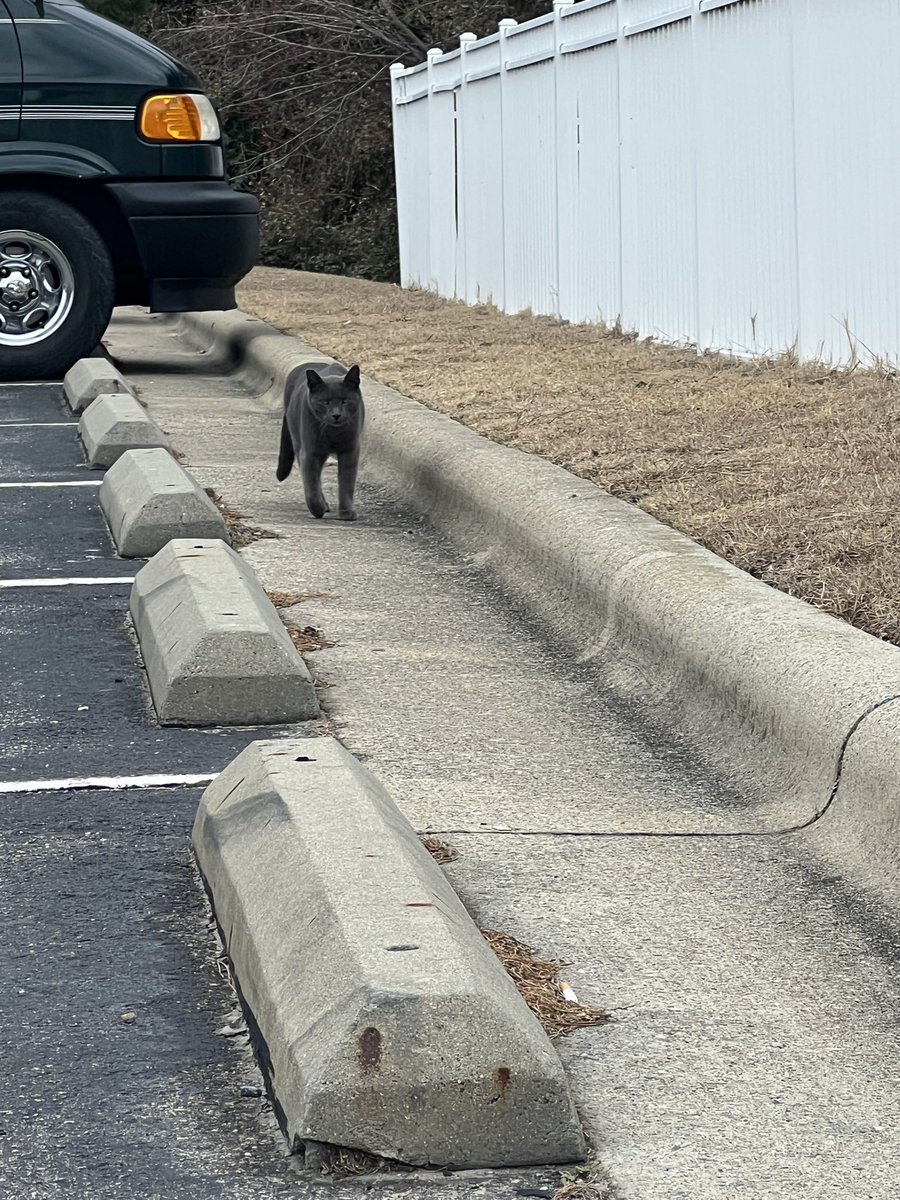 SarahGemi44's tweet image. I met this cat charging my car because I forgot my charger at home.
It like forgetting a phone charger but 1k x more annoying. 
#whatdidIlearn