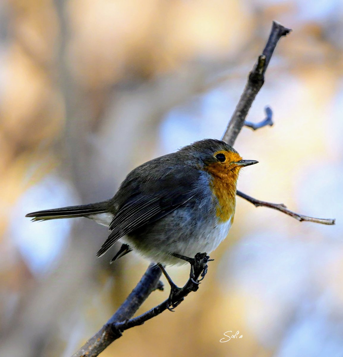 "Sé como un pájaro posado en una rama frágil que siente doblarse debajo de ella, pero sigue cantando de todos modos, sabiendo que tiene alas". Victor Hugo

#pajaros #ornitologia 

*Fotografía: petirrojo de Sofía.