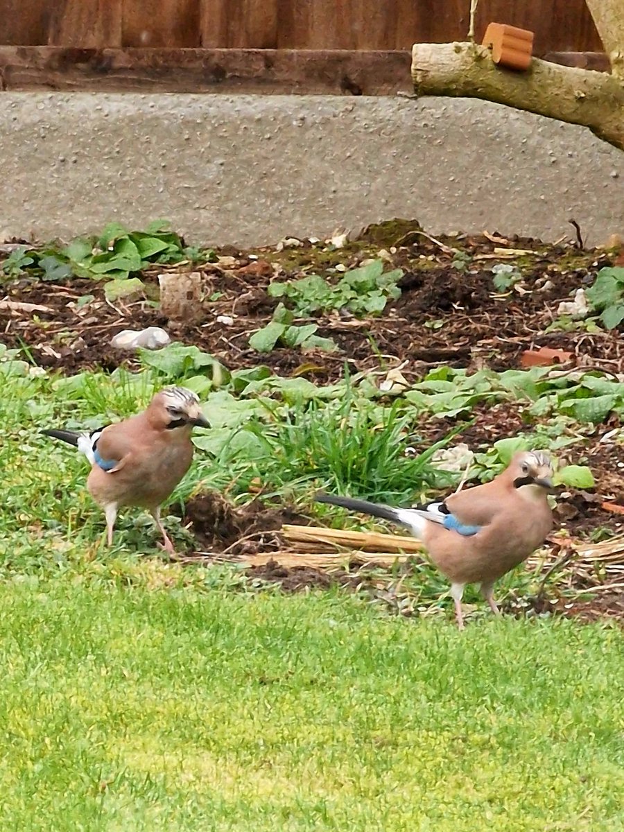 8splat's tweet photo. Couple of visitors in the garden today #wildlife #Jays https://t.co/J6Lf1U2I4b