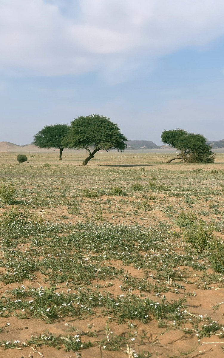 imarat_almadina's tweet image. نفود القوز في الحناكية شرق #المدينة_المنورة، تكتسي اللون الأخضر وتتناغم مع الكثبان الرملية.

تصوير/ بن زويد