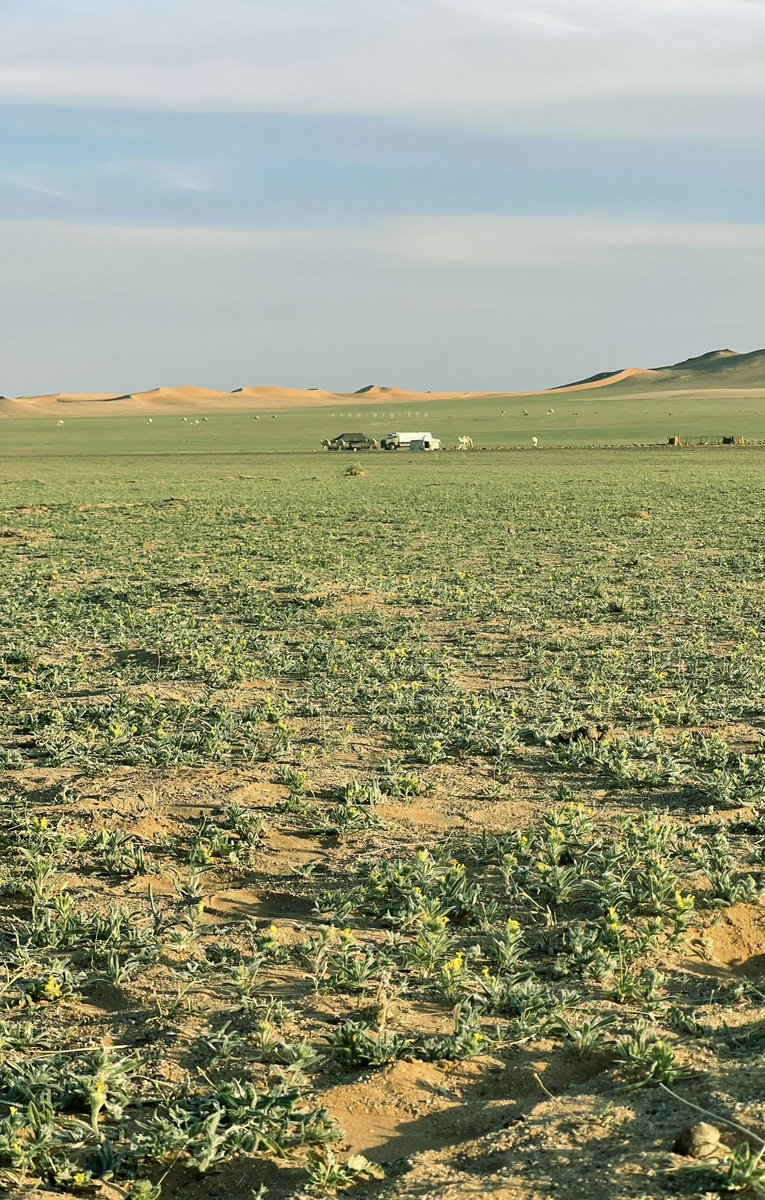 imarat_almadina's tweet image. نفود القوز في الحناكية شرق #المدينة_المنورة، تكتسي اللون الأخضر وتتناغم مع الكثبان الرملية.

تصوير/ بن زويد