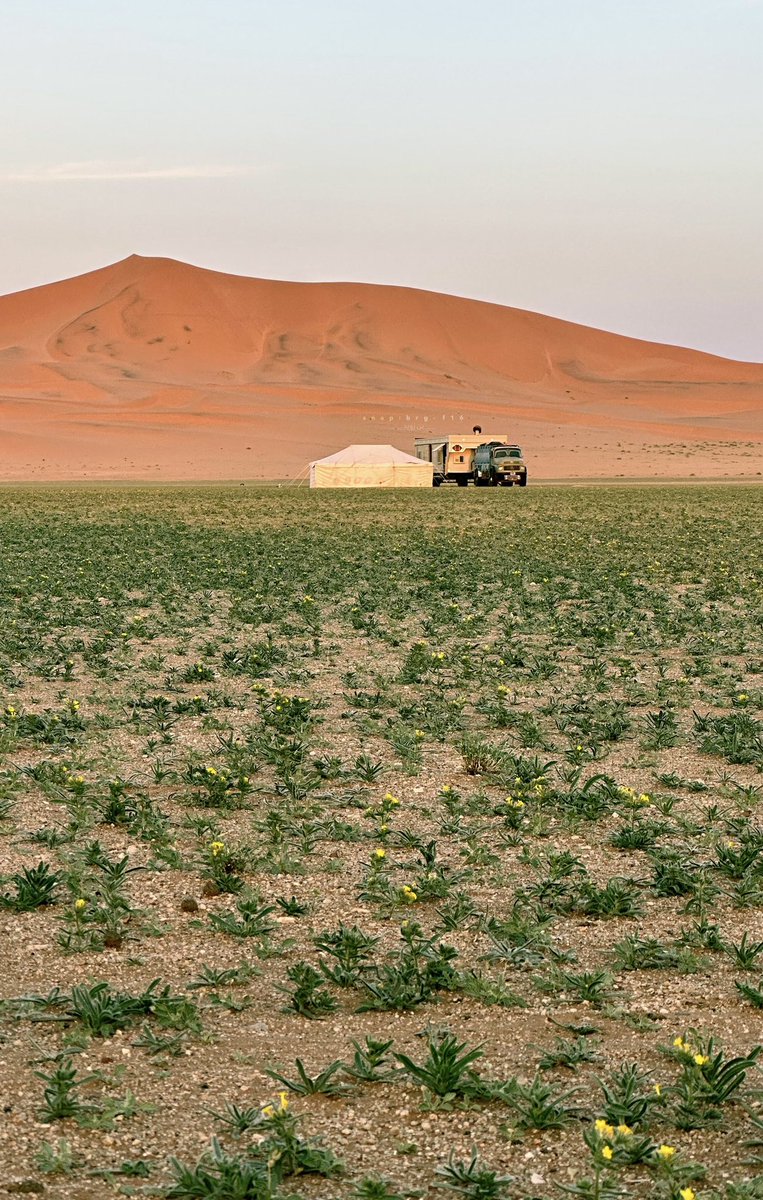 imarat_almadina's tweet image. نفود القوز في الحناكية شرق #المدينة_المنورة، تكتسي اللون الأخضر وتتناغم مع الكثبان الرملية.

تصوير/ بن زويد