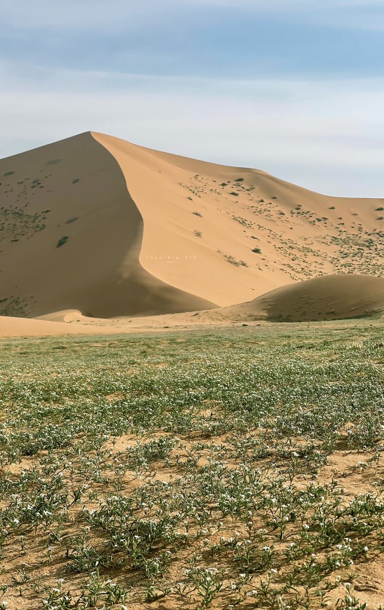 imarat_almadina's tweet image. نفود القوز في الحناكية شرق #المدينة_المنورة، تكتسي اللون الأخضر وتتناغم مع الكثبان الرملية.

تصوير/ بن زويد