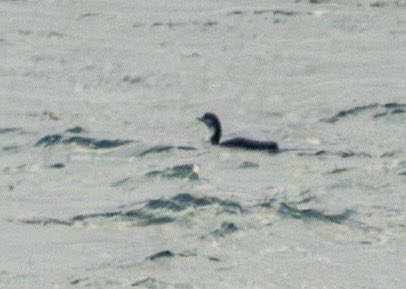 Reuben Veal (@reuben_veal1) on Twitter photo Already a great trip home with good Booted Eagle views, but delighted to also pick up this Pacific Diver at Boat Cove this afternoon. The famous Mounts Bay adult last seen ~4 years ago đ€. Pics by <a href="/raoulhumph/">raoul Humphreys</a> Already a great trip home with good Booted Eagle views, but delighted to also pick up this Pacific Diver at Boat Cove this afternoon. The famous Mounts Bay adult last seen ~4 years ago đ€. Pics by <a href="/raoulhumph/">raoul Humphreys</a>
