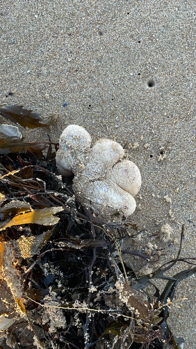 Some unusual finds on Dornoch beach today. <a href="/peediepuss/">Martin Gray</a> I think the 1st one is a Skate purse, the 2nd one an anemone but no clue what the last one is! The 3rd &amp; 4th photo are the top &amp;bottom of it. We were very careful turning it over! If you can id, I’d be chuffed! #BeachFinds
