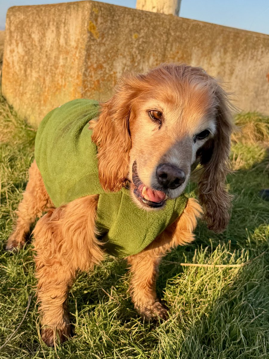 SpanielsSuper's tweet image. We had a lovely walk in the afternoon sunshine at Boulmer, but it was bitterly cold 🥶
We were very glad of our snuggly @HueyandClive coats
Although Bat abused his rolling in something dead ☠️ so it’s in the wash
#TheresAlwaysOne 
We were very well camouflaged on the dunes 😂😂