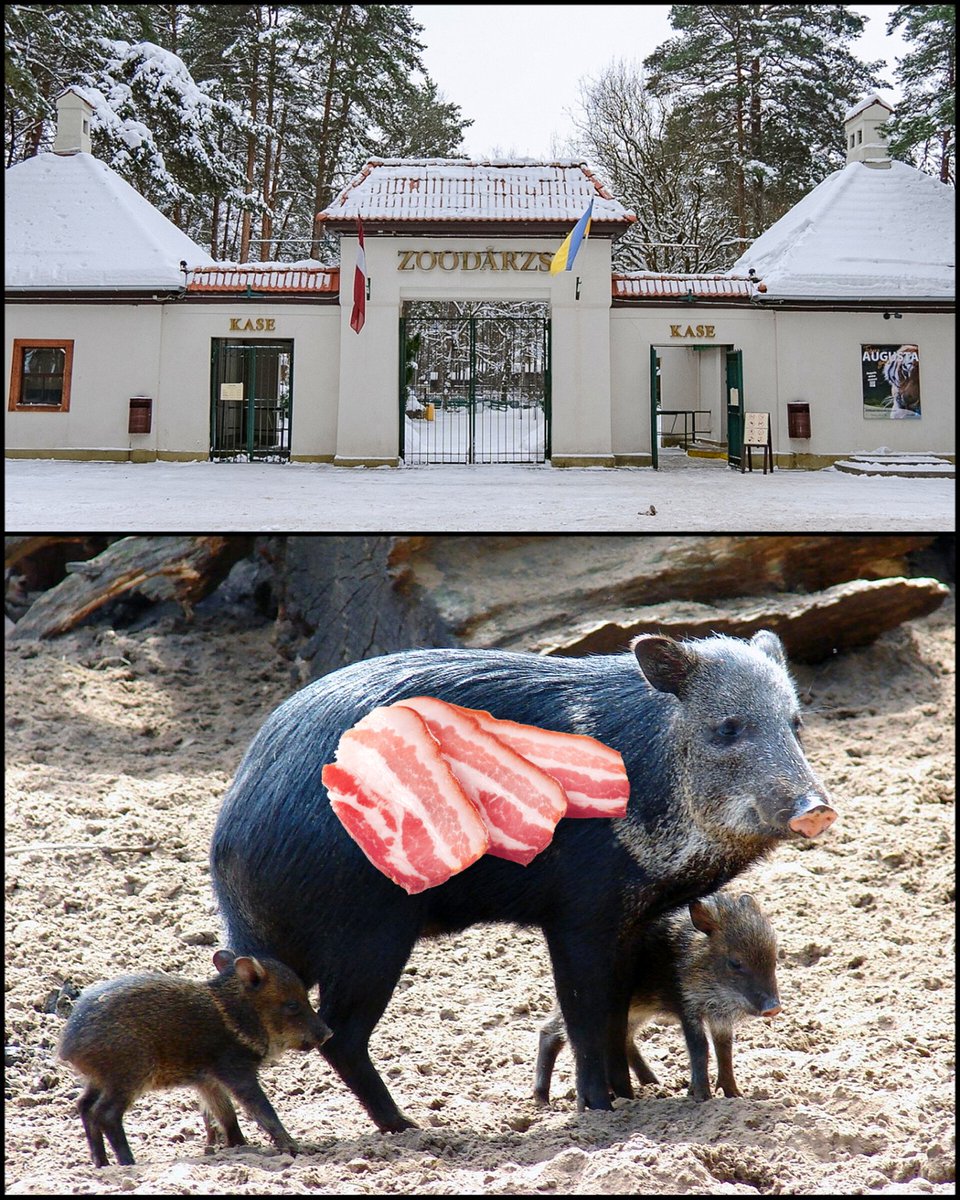 Zootēka tweet media