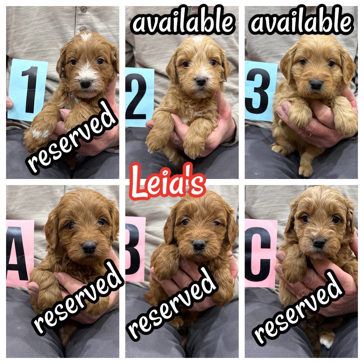 MiniDoodles2's tweet photo. Leia’s F1 Mini Goldendoodles! 
Reach out for details
765-605-0737 (call or text)
https://t.co/8Z6naitVpU
angie@doodlecountryminis.com
#minigoldendoodlepuppies #minigoldendoodle #goldendoodle #minigoldendoodepuppiesforsale https://t.co/ncjHXEPrwW