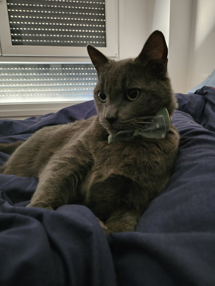 LOLADVIL's tweet photo. @BarronTNews  Hey Barron, our cat looks like your dad. We call him "gato Trump". Could you make him the face of your crypto, please? https://t.co/VCGn876m7m
