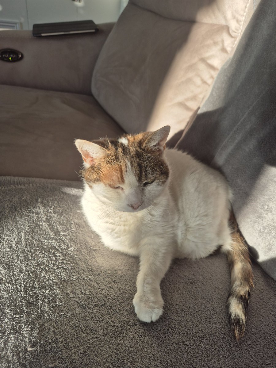 Last photo of Betty Boo 💔 #caturday