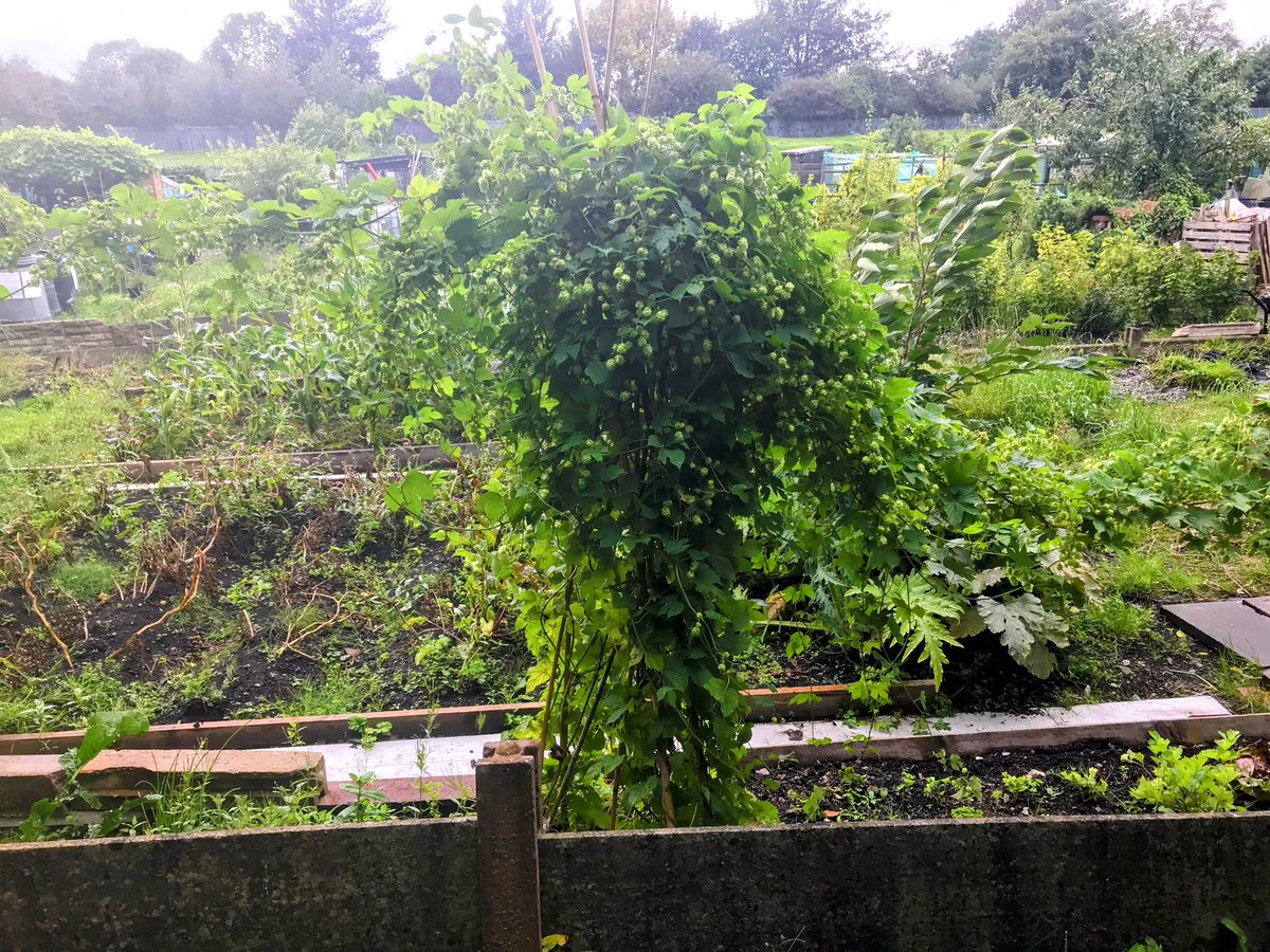 Daniel Craig CMG tweet media