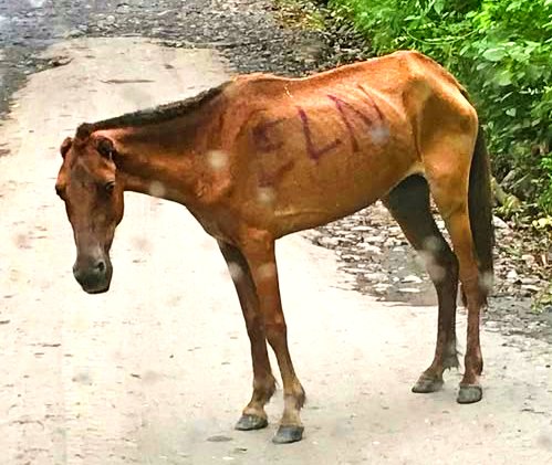 Aberrante. Este pobre caballito fue encontrado en Catatumbo, con sus orejas mutiladas, en terrible estado, y con la sigla del grupo armado ELN marcada en su pelaje 🤬

Pedimos justicia contra los culpables de este acto atroz y exigimos respeto por la vida de todos los habitantes