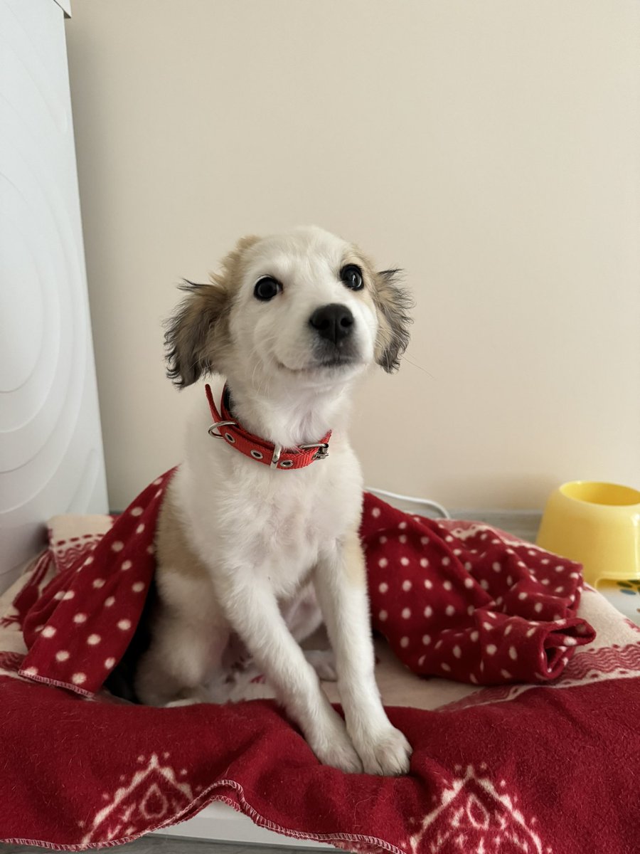 #sahiplendirme #yuvaarıyoruz #zonguldak #yavruköpek #köpeksahiplenme 
Bu şirin yavruya acil kalıcı yuva arıyoruz. İlgilenenler iletişime geçebilir.