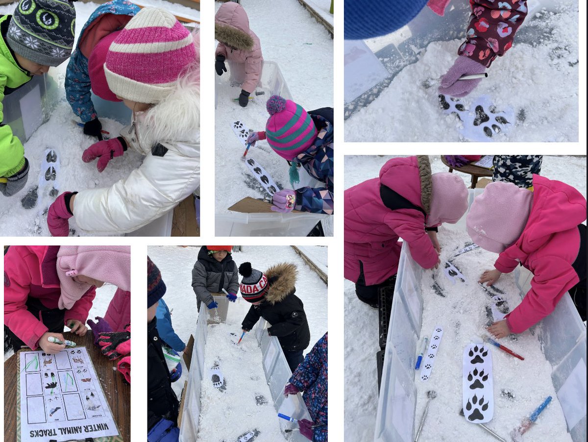 Winter tracks! How many animal prints can you find? <a href="/TVDSBKinder/">TVDSBKindergarten</a>
