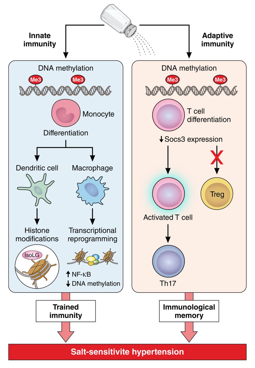 Circulation Research (@circres) on Twitter photo Check out the latest Review by <a href="/ashleypitzer/">ashley pitzer</a> et al "#Epigenetic Regulation of Innate & Adaptive #Immune Cells in Salt-Sensitive #Hypertension" at ahajrnls.org/40EUrMY
<a href="/annetkiraboc1/">Annet Kirabo D.V.M., M.Sc., Ph.D., F.A.H.A.</a> @Mohamma91591696 <a href="/_SydneyJamison/">Sydney Jamison</a> <a href="/PorciaHaynes/">Alexandria Porcia Haynes</a> <a href="/MaboodK05962100/">Maddy</a> Check out the latest Review by <a href="/ashleypitzer/">ashley pitzer</a> et al "#Epigenetic Regulation of Innate & Adaptive #Immune Cells in Salt-Sensitive #Hypertension" at ahajrnls.org/40EUrMY
<a href="/annetkiraboc1/">Annet Kirabo D.V.M., M.Sc., Ph.D., F.A.H.A.</a> @Mohamma91591696 <a href="/_SydneyJamison/">Sydney Jamison</a> <a href="/PorciaHaynes/">Alexandria Porcia Haynes</a> <a href="/MaboodK05962100/">Maddy</a>