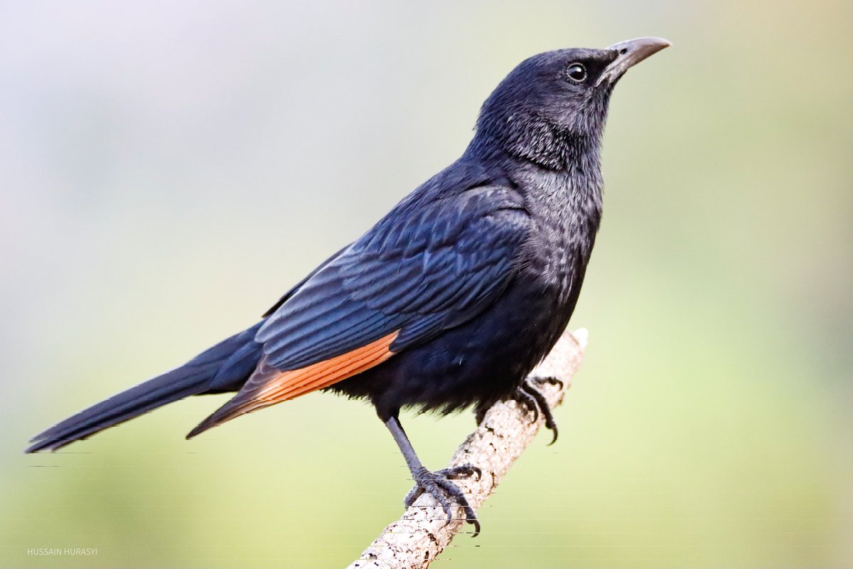 طائر من #جبال_الحشر 
🐦‍⬛زرزور أسود
Tristram's Starling
.......الصورة من مسافة  قريبة للطائر: و تظهر  تفاصيل ريشه وجماله