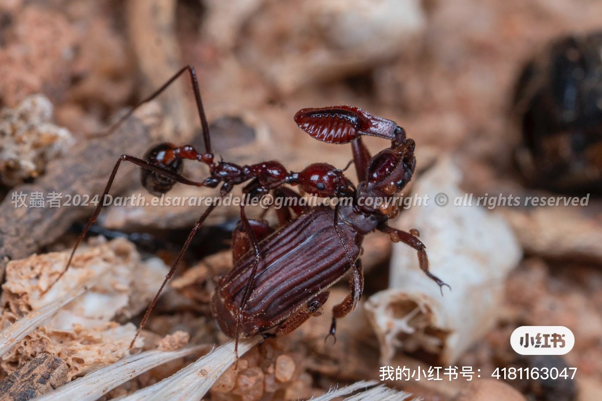 Insectherdsman's tweet photo. 马达加斯加之行因为重在散心休息，因此并没有花很多精力在拍摄昆虫上
但是可能是运气使然，拍到了非常罕见的蚂蚁和棒角甲互动的照片
棒角甲是Paussus howa 可译为豪氏棒角甲
蚂蚁是Aphaenogaster swammerdami 可译为为斯瓦梅丹细须蚁 https://t.co/xCrdiqVREU