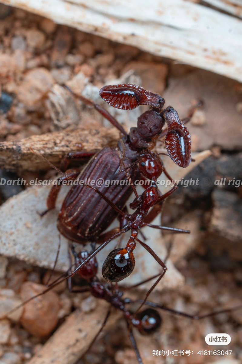 Insectherdsman's tweet photo. 马达加斯加之行因为重在散心休息，因此并没有花很多精力在拍摄昆虫上
但是可能是运气使然，拍到了非常罕见的蚂蚁和棒角甲互动的照片
棒角甲是Paussus howa 可译为豪氏棒角甲
蚂蚁是Aphaenogaster swammerdami 可译为为斯瓦梅丹细须蚁 https://t.co/xCrdiqVREU
