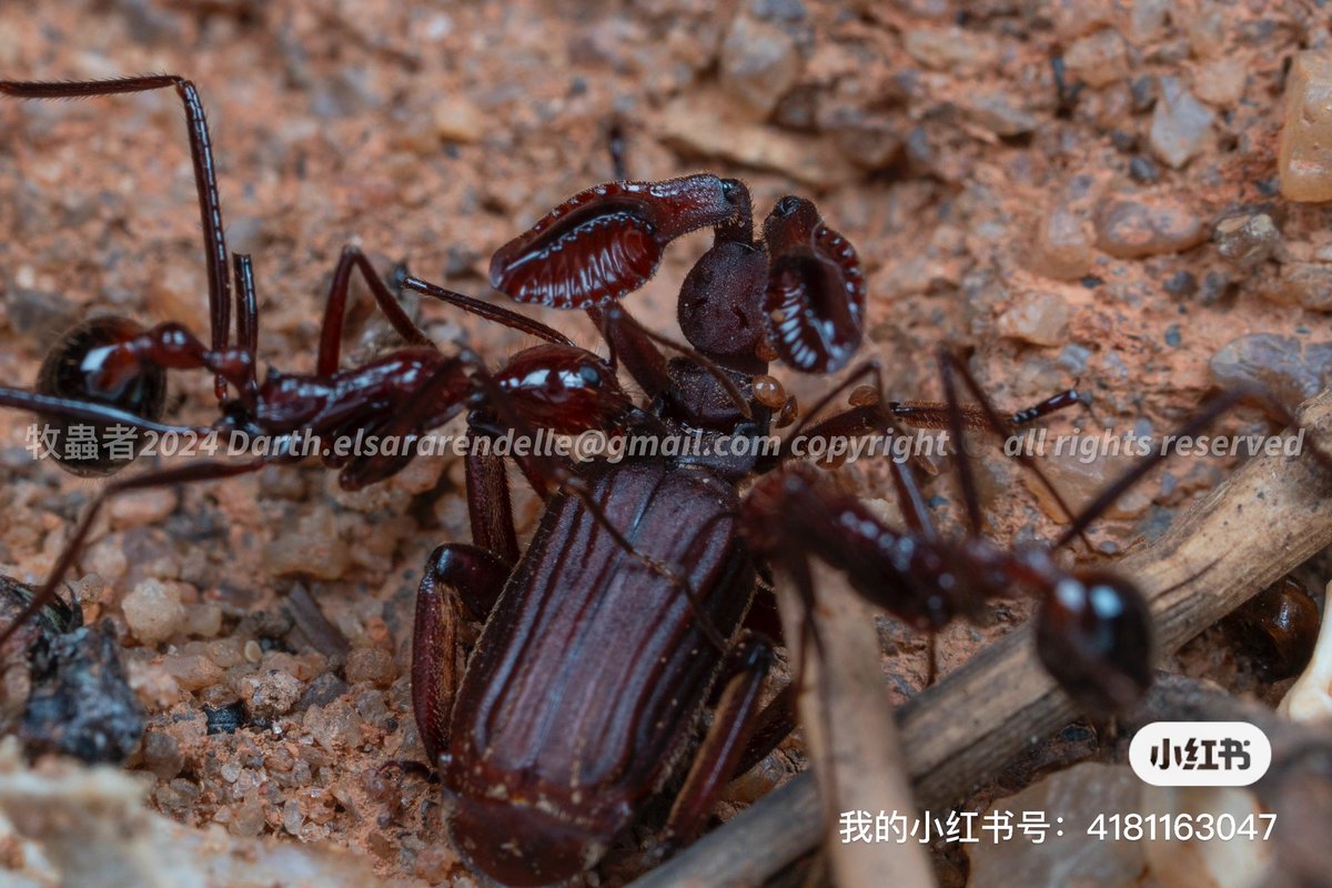 Insectherdsman's tweet photo. 马达加斯加之行因为重在散心休息，因此并没有花很多精力在拍摄昆虫上
但是可能是运气使然，拍到了非常罕见的蚂蚁和棒角甲互动的照片
棒角甲是Paussus howa 可译为豪氏棒角甲
蚂蚁是Aphaenogaster swammerdami 可译为为斯瓦梅丹细须蚁 https://t.co/xCrdiqVREU