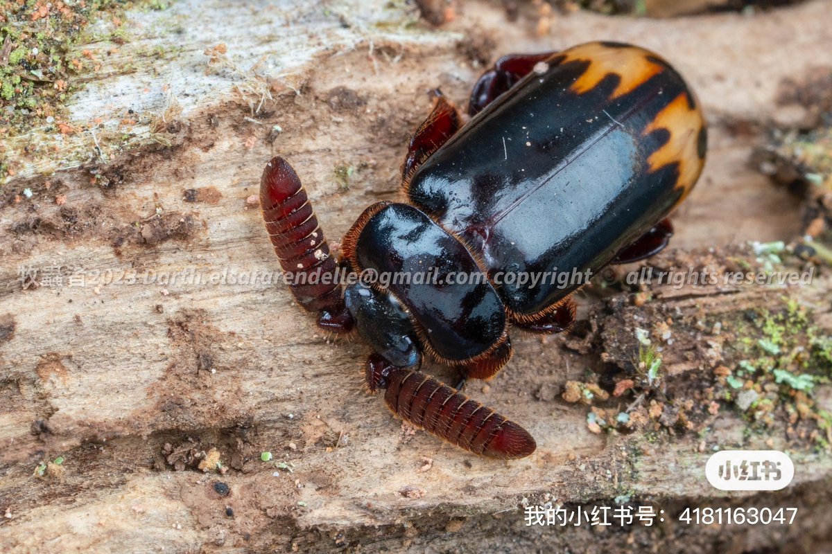 Insectherdsman's tweet photo. 前年（对已经是前年了）7月中旬在婆罗洲拍的大耳朵棒角甲，算是营地的明星物种了，在高海拔区域比较容易观察到。
这种棒角甲属于Cerapterus属，这个属目前已知30余种，大部分种类都分布于撒哈拉以南的非洲地区。
图片里这种较大可能是Cerapterus drescheri。可暂译为德雷舍棒角甲，或德氏棒角甲。 https://t.co/S4Uc3QoA0I