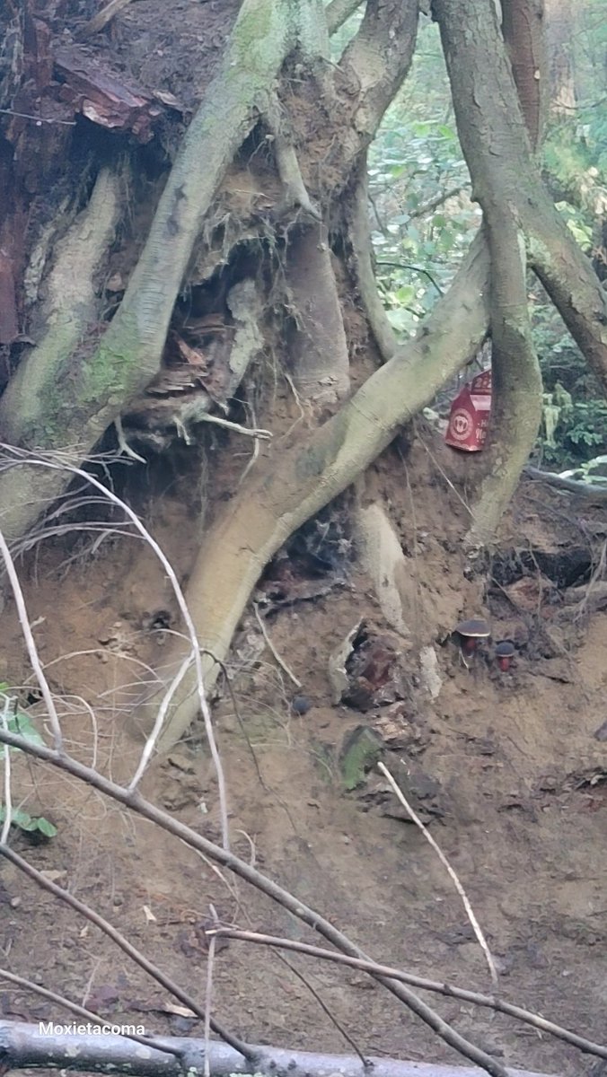 RandomUnicorn95 tweet media