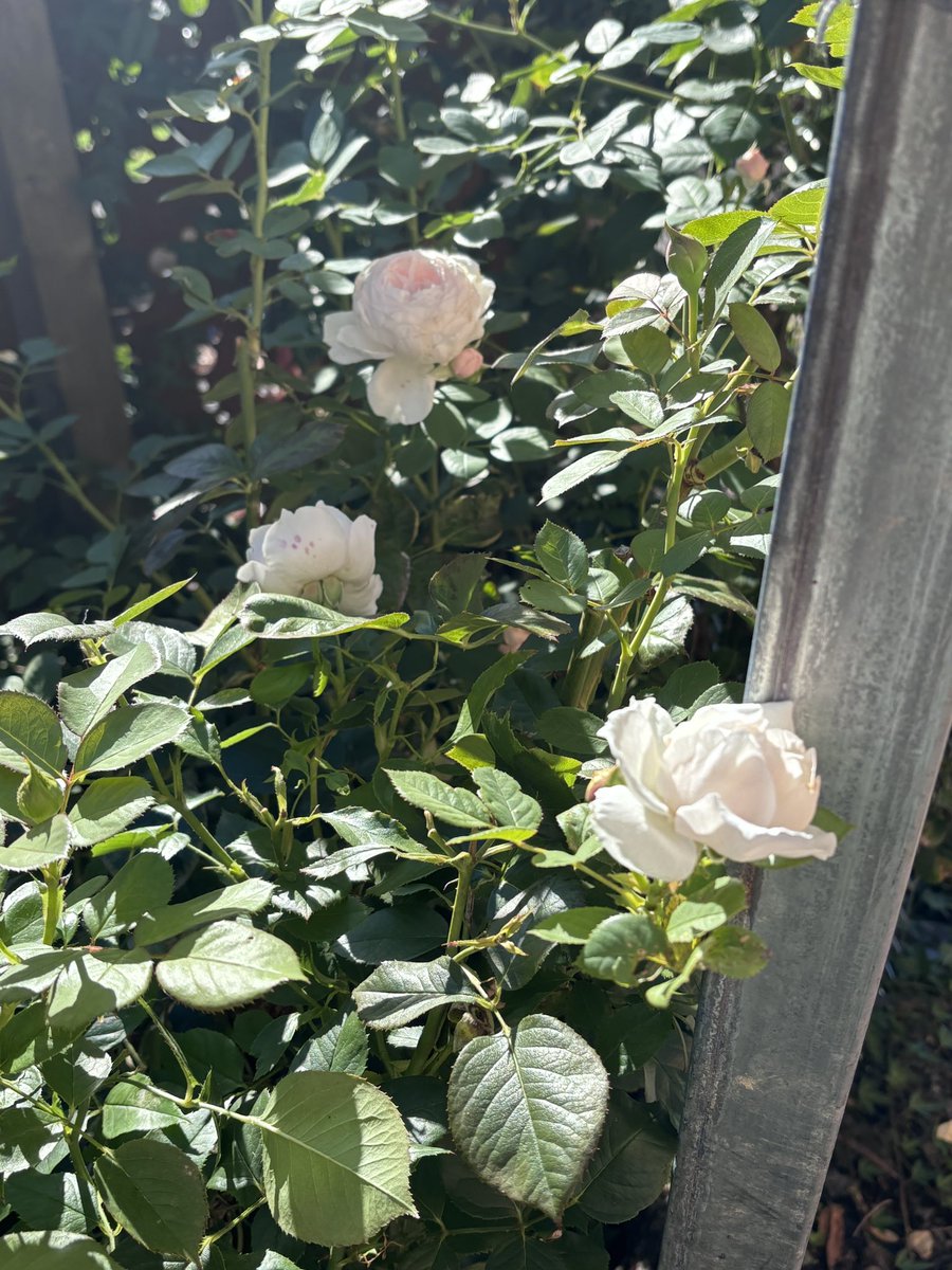 Oh my rose!!!