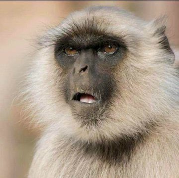 KUZIFA KWACHO KUMBORINEYI CHAIZVO KOZ UMMM