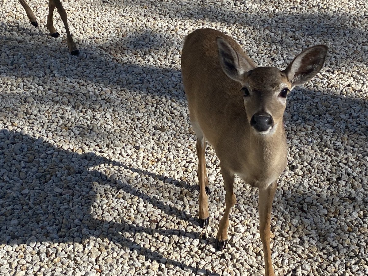 RacingToDisney's tweet photo. Good afternoon ladies! #KeyDeer #KeysLife https://t.co/rYdtxS1qGD