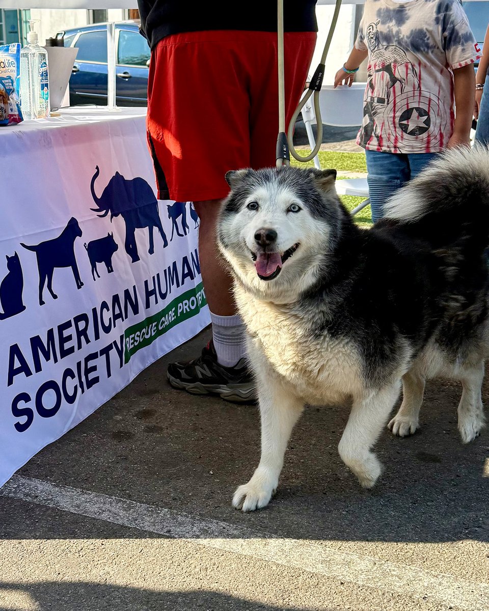 Today, our Wellness Clinic brought hope &amp; healing to so many pets &amp; their families.  💙💚

Thank you to our friends at Destination Pet Foundation, <a href="/Zoetis/">Zoetis</a>, Ethos Veterinary Health, <a href="/BrutusBroth/">Brutus Broth</a> &amp; <a href="/honestkitchen/">The Honest Kitchen</a> for their support

🧵1/4