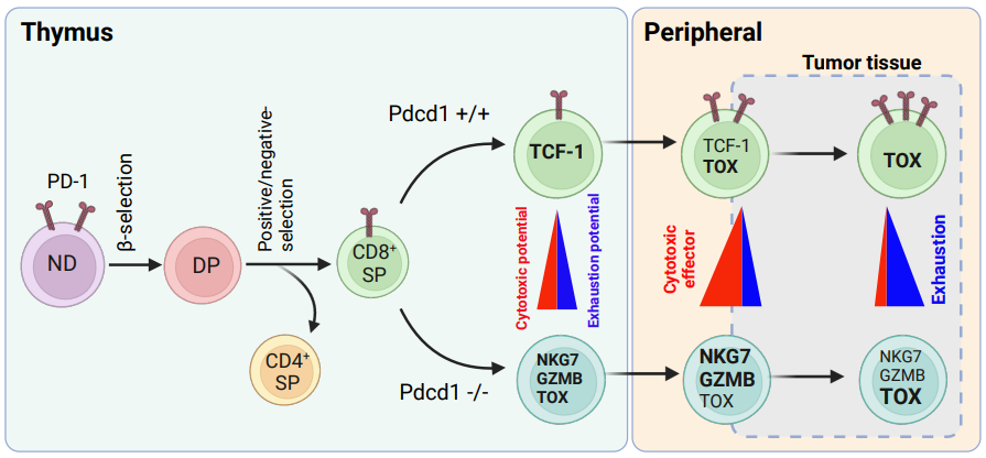 Waggoner Lab (@labwaggoner) on Twitter photo PD-1 prelimits both the cytotoxic and exhaustion potential in thymic CD8+ T cells and impacts the maintenance of peripheral tumor immunity
biorxiv.org/content/10.110…
<a href="/hd_DongMDPhD/">Haidong Dong</a> <a href="/Zhiming_Mao/">Zhiming Mao</a> PD-1 prelimits both the cytotoxic and exhaustion potential in thymic CD8+ T cells and impacts the maintenance of peripheral tumor immunity
biorxiv.org/content/10.110…
<a href="/hd_DongMDPhD/">Haidong Dong</a> <a href="/Zhiming_Mao/">Zhiming Mao</a>